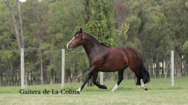 Lote GAITERA DE LA COLINA R.P 127