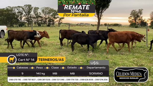 Lote 9 Terneros y Terneras en Otra Localidad, Soriano