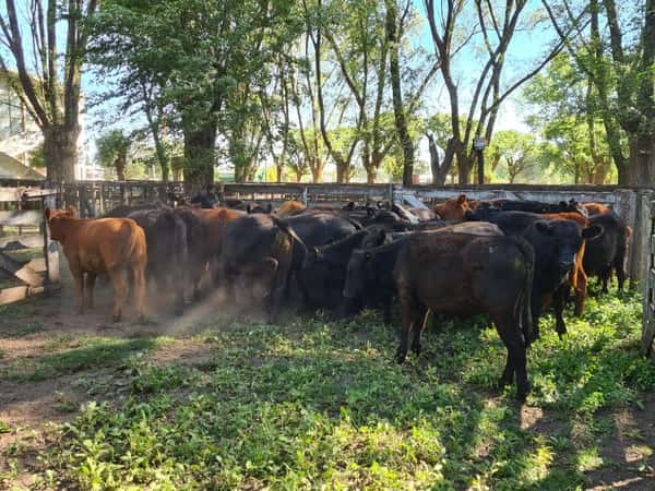 Lote 36 Novillitos en Gral. Lamadrid, Buenos Aires