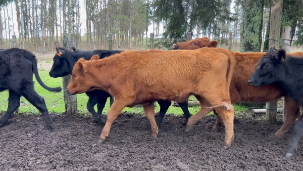 Lote 31 Vaquillonas preñadas en Siete Cerros, Rocha