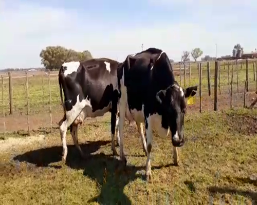 Lote Vacas secas