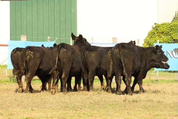 Lote CABAÑA “COEMBOTÁ” de Calderón: 10 VAQUILLAS MAS PREÑADAS