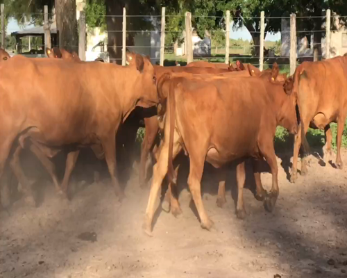 Lote 55 Vacas nuevas C/ gtia de preñez en Gral. San Martín, Chaco