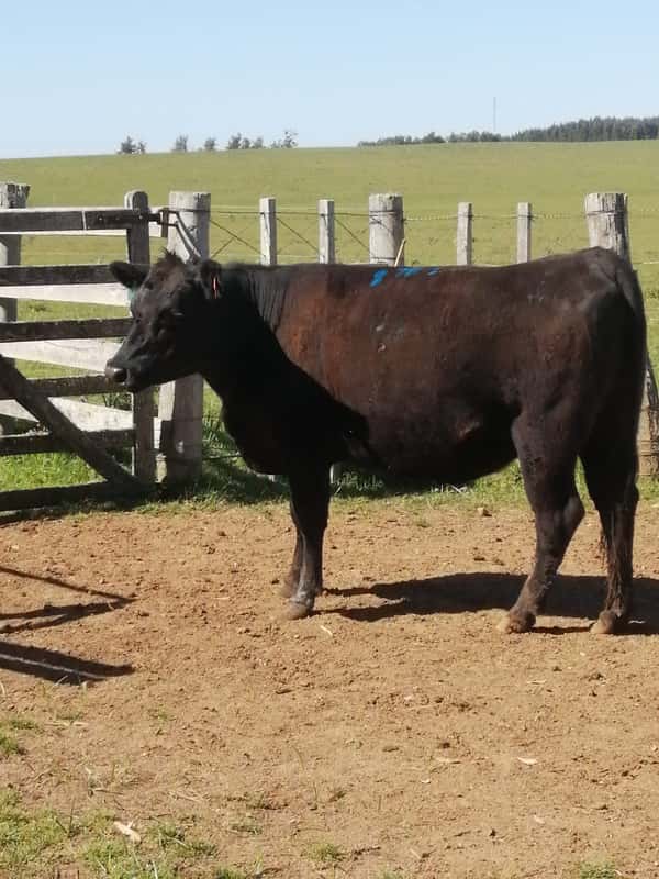 Lote 7 VACAS SA PREÑADAS en Rocha