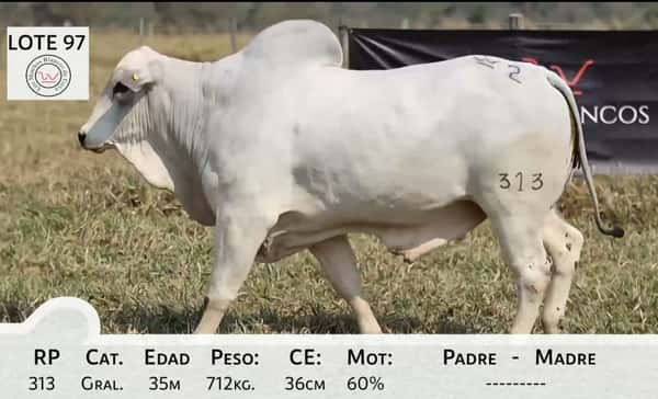 Lote LOTE 97