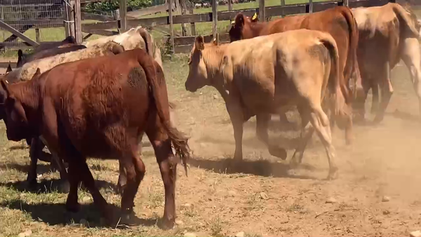 Lote 22 Vaquilla Engorda en Río Bueno, XIV Región Los Ríos