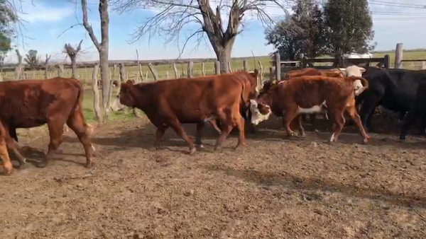 Lote 26 Vacas de invernar en Entre Ríos, Concepción del Uruguay