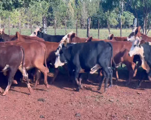 Lote 34 Vacas de invernar en Posadas, Misiones