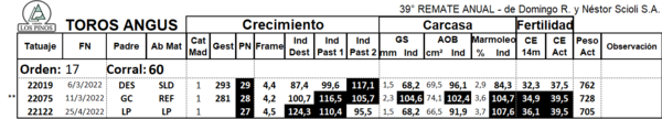 Lote TORO ANGUS