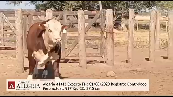 Lote TORO BRAFORD