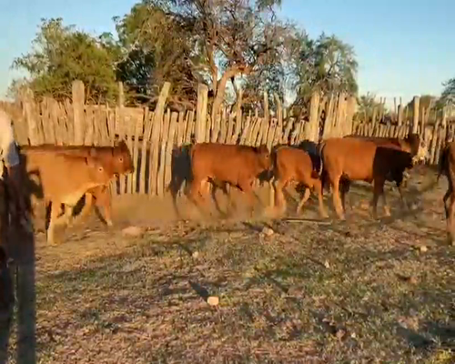 Lote 75 Terneros en Mariano I. Loza, Corrientes