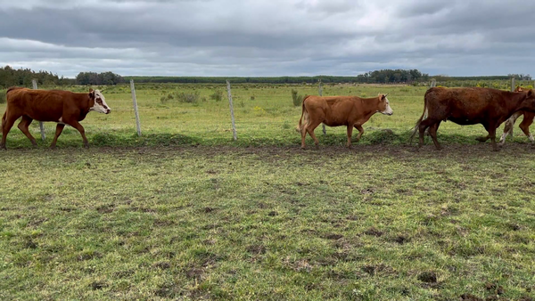 Lote 89 Vaquillonas 1 a 2 años en Los Feos, Tacuarembó