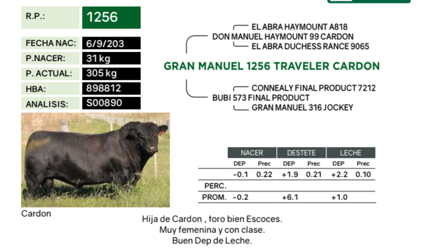 Lote Terneras PP