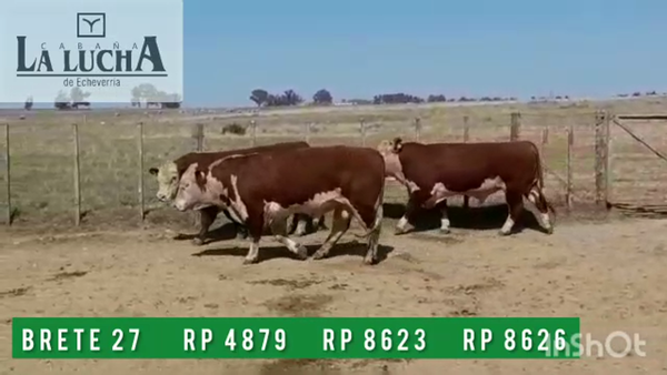 Lote TOROS POLLED HEREFORD PO