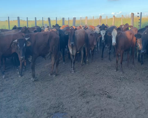 Lote 59 Novillitos en Juan José Castelli, Chaco
