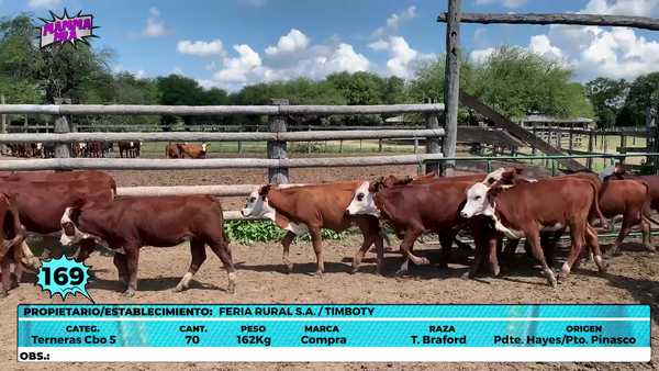 Lote LOTE 169