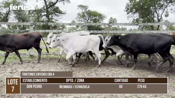 Lote LOTE 7