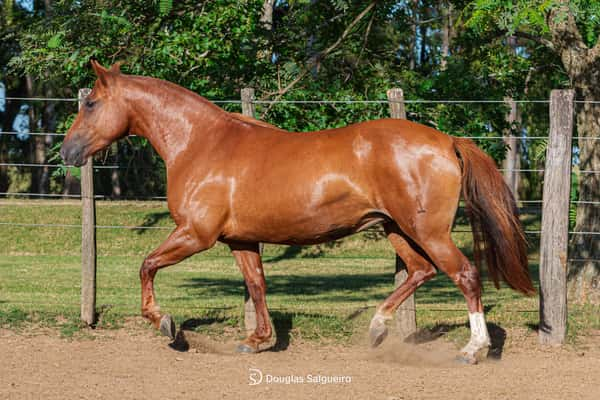 Lote LUNA DE LA COLINA