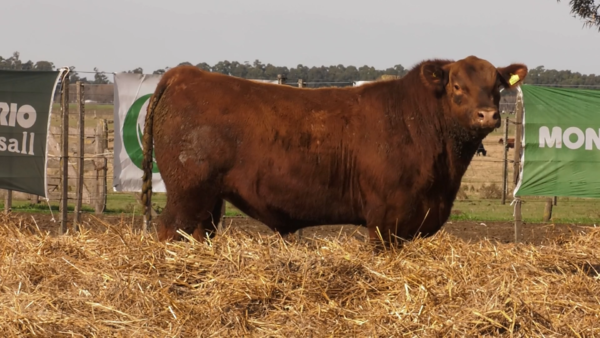 Lote TOROS PUROS POR CRUZA