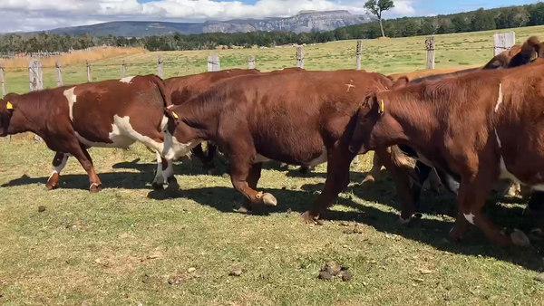 Lote 25 Novillo Engorda en Coyhaique, XI Región Aysén