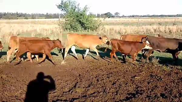 Lote 20 Terneros/as