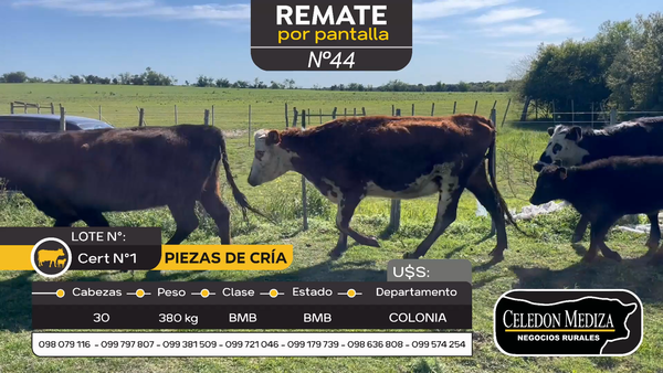 Lote 30 Piezas de cría en Carmelo, Colonia