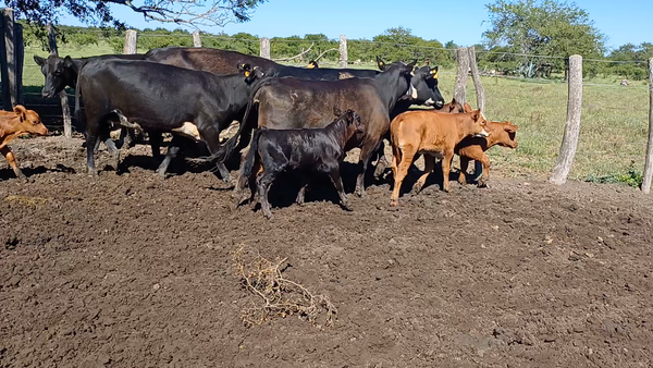 Lote 25 Vaquillonas C/ cria en Villaguay, Entre Ríos