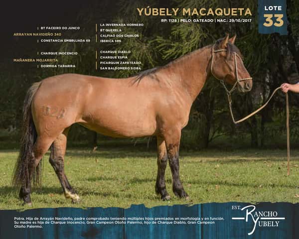 Lote Yubely Macaqueta