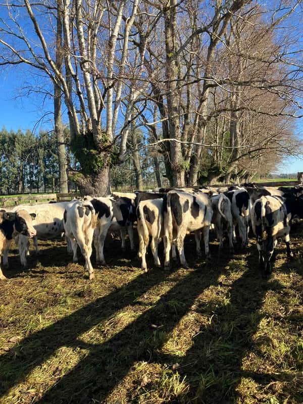 Lote 30 Ternero en Puyehue, X Región Los Lagos