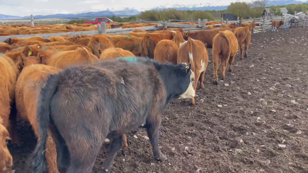 Lote 65 Ternero en Coyhaique, XI Región Aysén