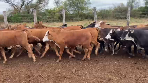 Lote 125 Terneras en Gral. Manuel Belgrano, Formosa
