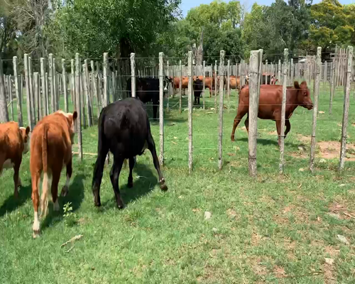 Lote 4 Terneros en Melo, Cerro Largo