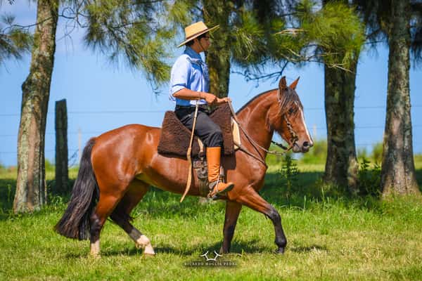 Lote El Gavilán Mariposa Manta (RP 417) Cabaña "El Gavilán"