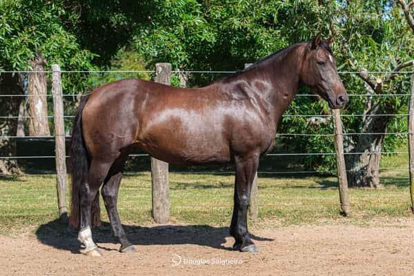 Lote GUAYABA DE LA COLINA