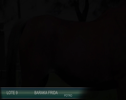 Lote BARAKA FRIDA