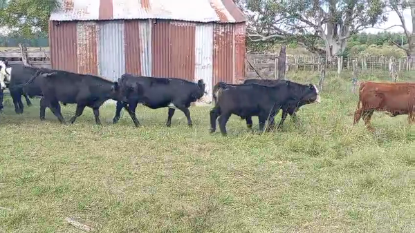 Lote 60 Terneros/as