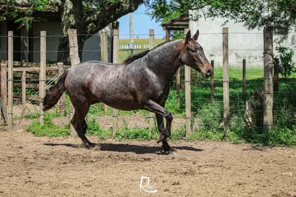 Lote Taita Aparecido