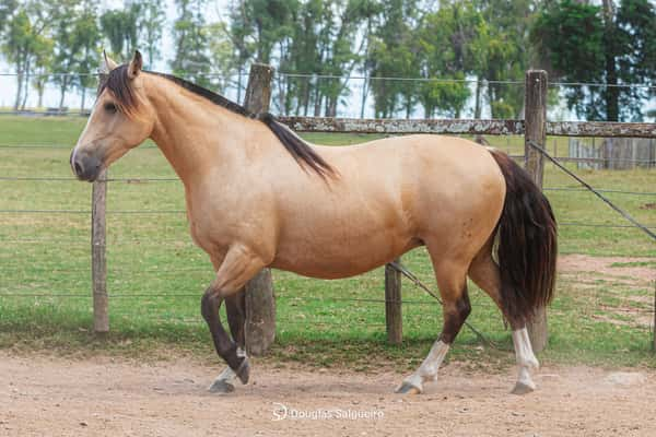 Lote HORTENCIA DE LA COLINA