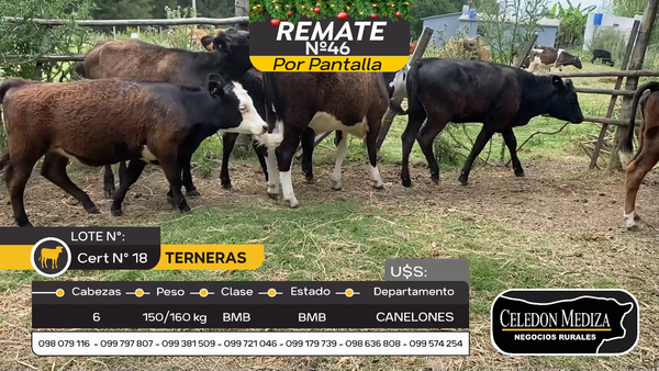 Lote 6 Terneras en Otra Localidad, Canelones