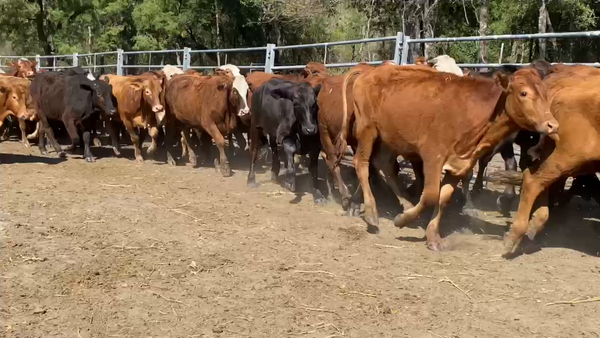 Lote 90 Novillitos en Formosa, Formosa