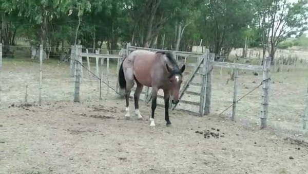 Lote L.O. PAMPERADA - RP 89