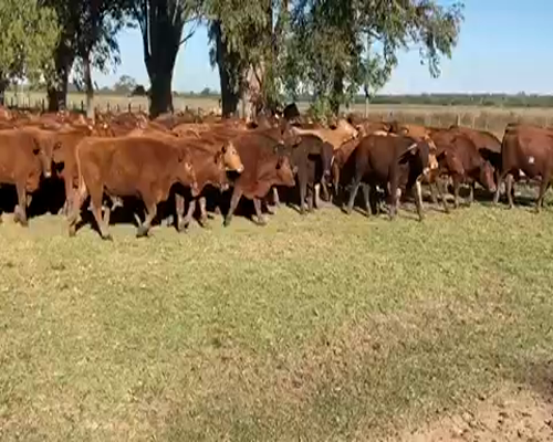 Lote 135 Novillitos en El Colorado, Formosa