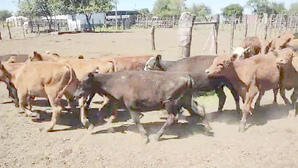 Lote 48 Terneros en Entre Ríos, La Paz