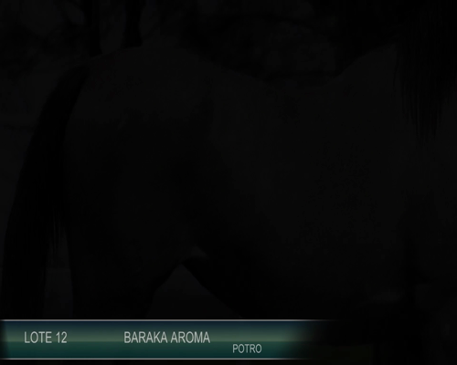 Lote BARAKA AROMA