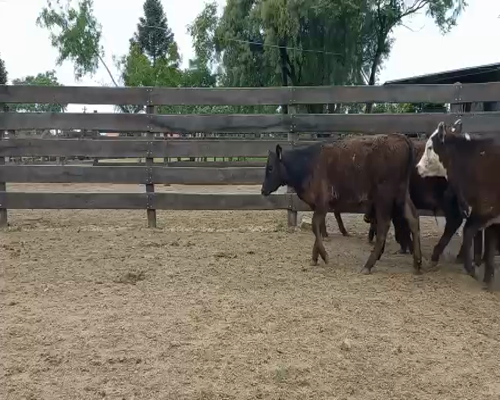 Lote Terneros y Terneras