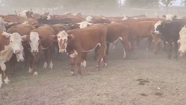 Lote 70 Novillos en Villaguay, Entre Ríos