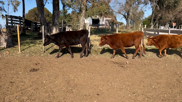 Lote 30 Vaquillonas 1 a 2 años en Paysandú, Chapicuy