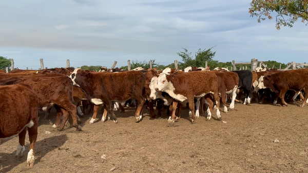 Lote 117 Terneros