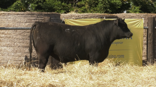 Lote TOROS ANGUS PURO CONTROLADO