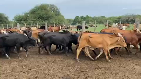 Lote 100 Terneras en Pto. Eva Perón, Chaco